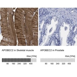 APOBEC2 Antibody, Novus Biologicals:Antibodies:Primary Antibodies